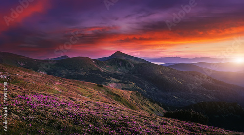 Mountains under mist during sunset. Scenic image of fairy-tale Landscape with Pink rhododendron flowers and colorful sky under sunlit, over the Majestic Rocky Peacks. Picture of wild area