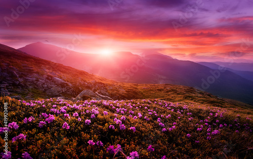 Breathtaking nature scenery during sunset. Scenic image of fairy-tale highland in sunlit. Incredible foggy morning in mountains with amazing pink rhododenndron flovers. Picture of wild area. postcard © jenyateua