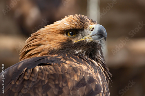 Portrait of an alert golden eagle sitting on the ground. Natural close-up of a bird of prey. Vulture or hawk.