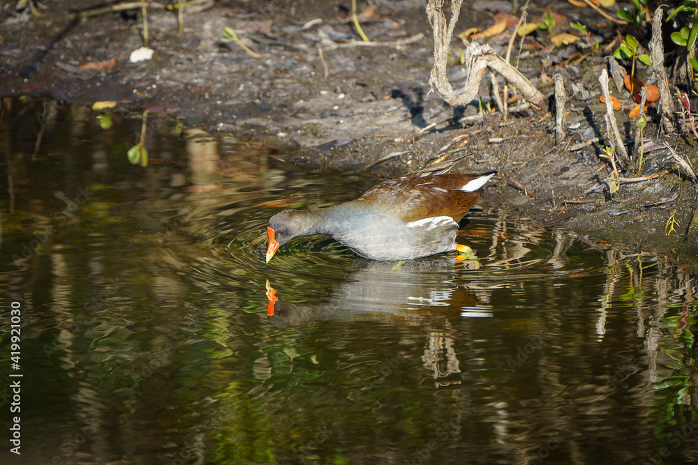 gallinule gets a drink gallinule gets a drink