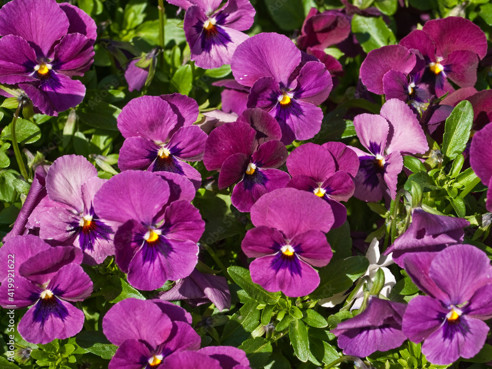 Purple Pansies, Viola Wittrockiana