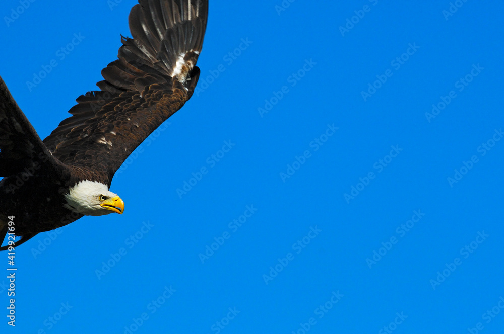 Obraz premium Flying Bald Eagle Haliaeetus Leucocephalus