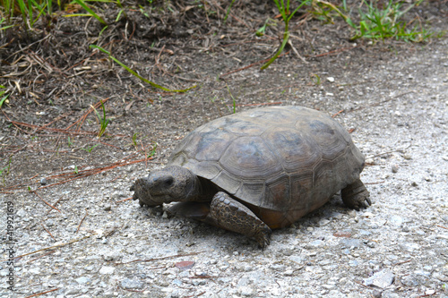 Endangered Florida Gopher Tortoise