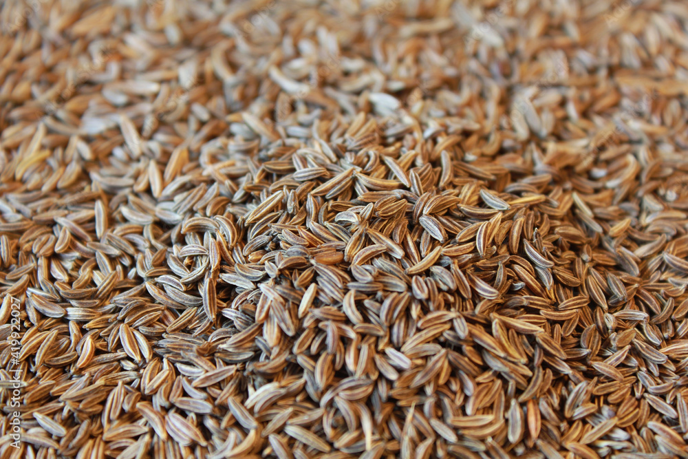 Cumin Cumin