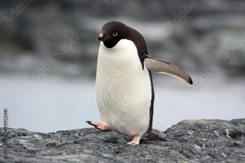 Adelie penguin on the firm shore of Stonington Island Antarctica