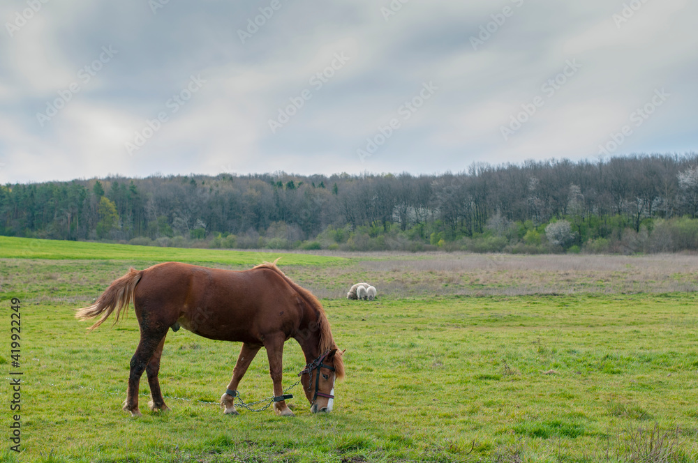 wild horse on a large meadow with beautiful scenery of blue sky and quiet at sunrise wild horse on a large meadow with beautiful scenery of blue sky and quiet at sunrise