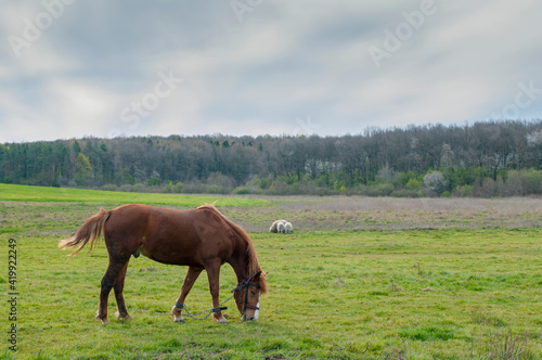 Fototapeta Naklejka Na Ścianę i Meble -  wild horse on a large meadow with beautiful scenery of blue sky and quiet at sunrise