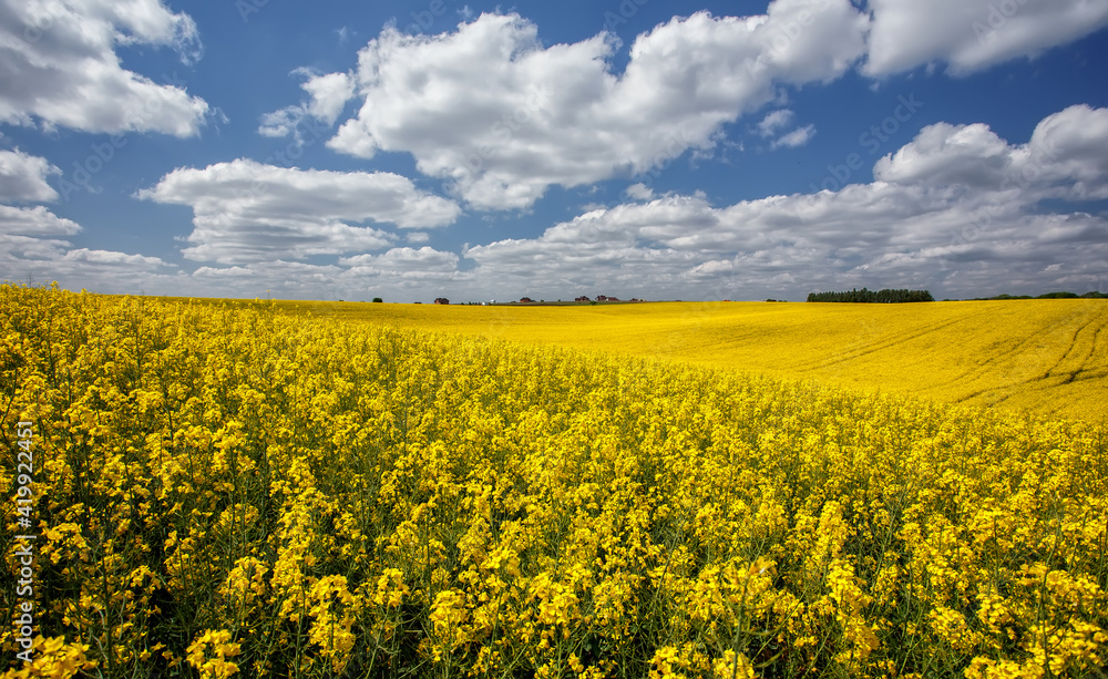 Beautiful panoramic view of blooming yelow canola field with perfect blue sky. Wonderful Agriculture concept. Rapeseed field in sunny day. Spring countryside. Harvest concept. Amazing nature landscape