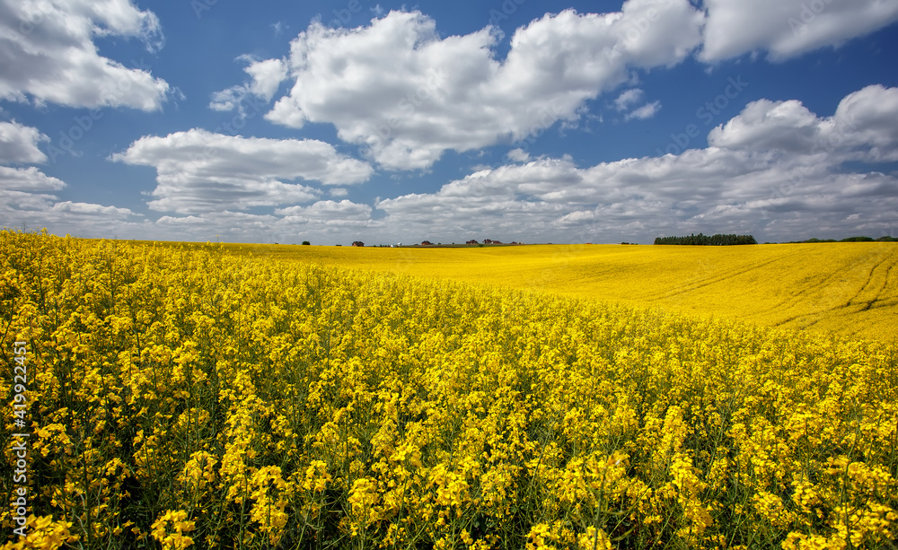 Beautiful panoramic view of blooming yelow canola field with perfect blue sky. Wonderful Agriculture concept. Rapeseed field in sunny day. Spring countryside. Harvest concept. Amazing nature landscape Beautiful panoramic view of blooming yelow canola field with perfect blue sky. Wonderful Agriculture concept. Rapeseed field in sunny day. Spring countryside. Harvest concept. Amazing nature landscape