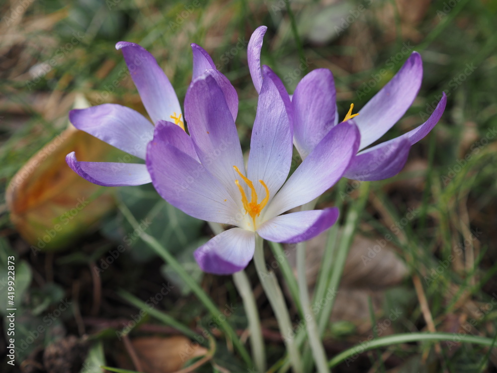 Krokusse (Crosus) sind wunderschöne meist Lila Blumen die zu den Frühjahrsblühern gehören Krokusse (Crosus) sind wunderschöne meist Lila Blumen die zu den Frühjahrsblühern gehören