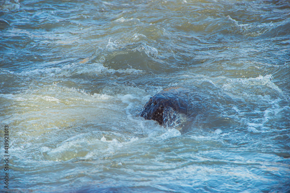 Obraz premium photo of the surface of the river. Water texture. Mountain river, spray and waves. Waves of green, blue and gray. Calm and tranquility. Fast flow of water,