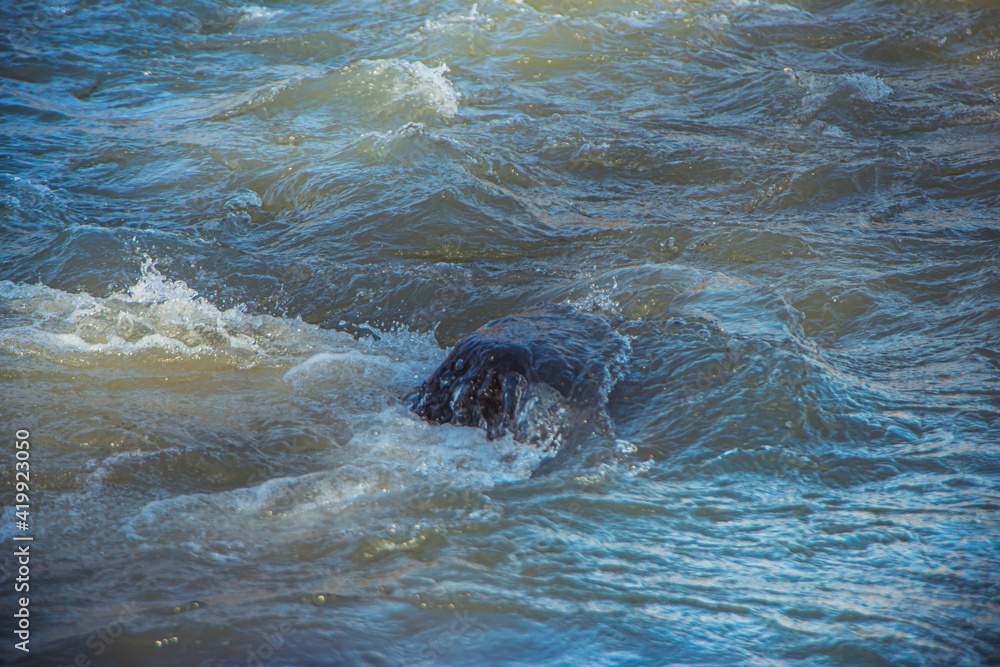 Fototapeta premium photo of the surface of the river. Water texture. Mountain river, spray and waves. Waves of green, blue and gray. Calm and tranquility. Fast flow of water,