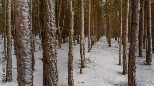 Fototapeta Naklejka Na Ścianę i Meble -  Młode drzewa iglaste. Zima i śnieg