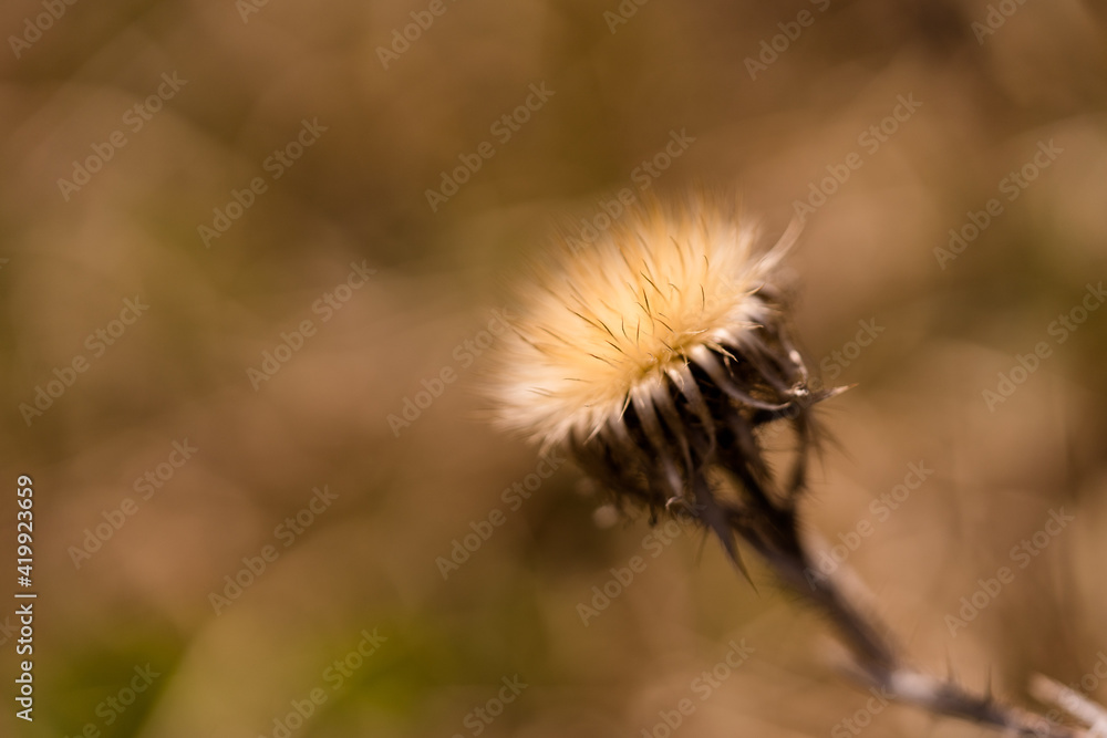 Distel
