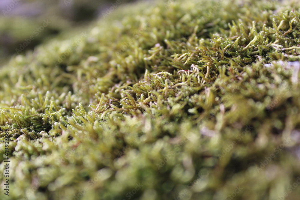 green moss on the stone green moss on the stone