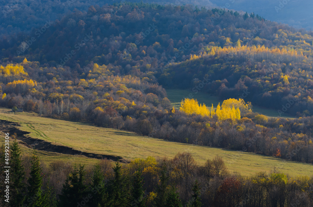 Obraz premium Autumn forest landscape with bright yellow trees