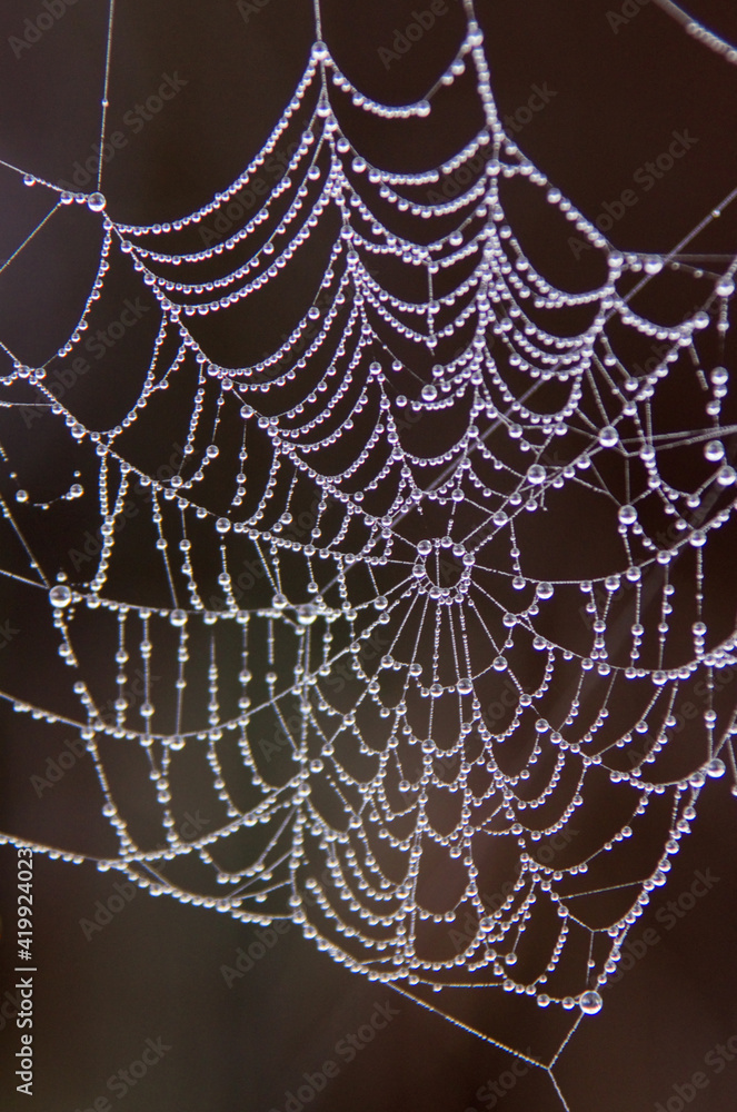 Naklejka premium Dewdrops Like Pearls On A Spider S Web