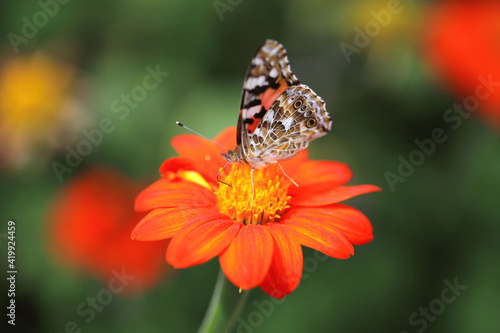 butterfly © Stockfotos