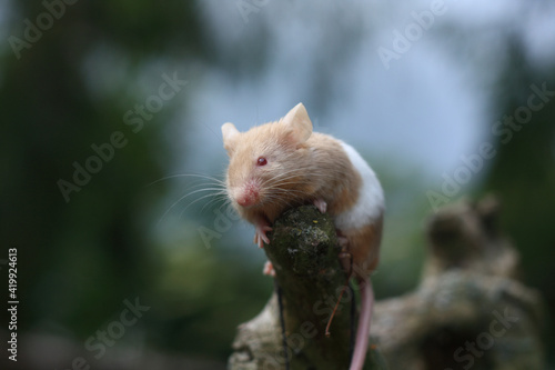Fototapeta Naklejka Na Ścianę i Meble -  Mouse On Tree