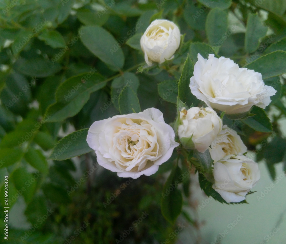 Beautiful flowers blooming in branch of green leaves plant growing in the garden, nature photography, floral gardening background, white roses bouquet Beautiful flowers blooming in branch of green leaves plant growing in the garden, nature photography, floral gardening background, white roses bouquet