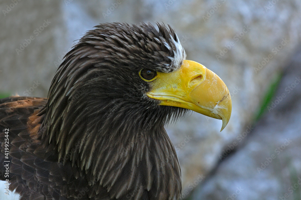 Portrait Of A Stellers Sea Eagle Portrait Of A Stellers Sea Eagle