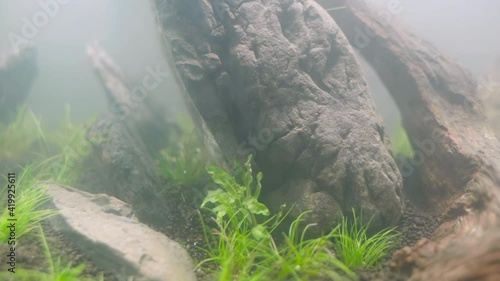 4K cinematic of newly setup aquatic plant tank made with frodo stones arrangement on soil substrate with plant (Hemianthus callitrichoides cuba) with co2 diffuser photo