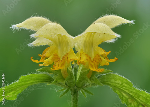 gewöhnliche goldnessel, gelbe blüten als nahaufnahme vor grünem hintergrund im frühling, lamium galeobdolon photo