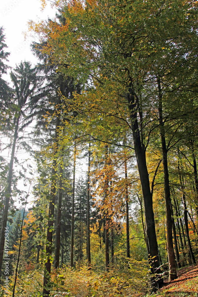 Obraz premium autumn