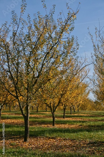 champ d arbres fruitiers en automne