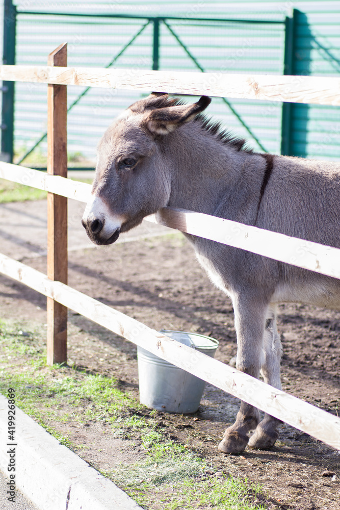 Fototapeta premium A beautiful donkey stands peeping out from behind a wooden fence