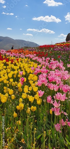 tulips flower in the garden
