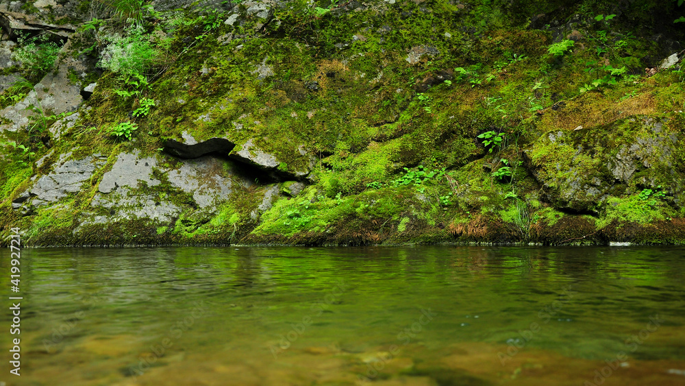 A mountain river flowing along a mossy huge cliff. The moss reflects on the clear water luster. Latorita river, Carpathia, Romania. A mountain river flowing along a mossy huge cliff. The moss reflects on the clear water luster. Latorita river, Carpathia, Romania.