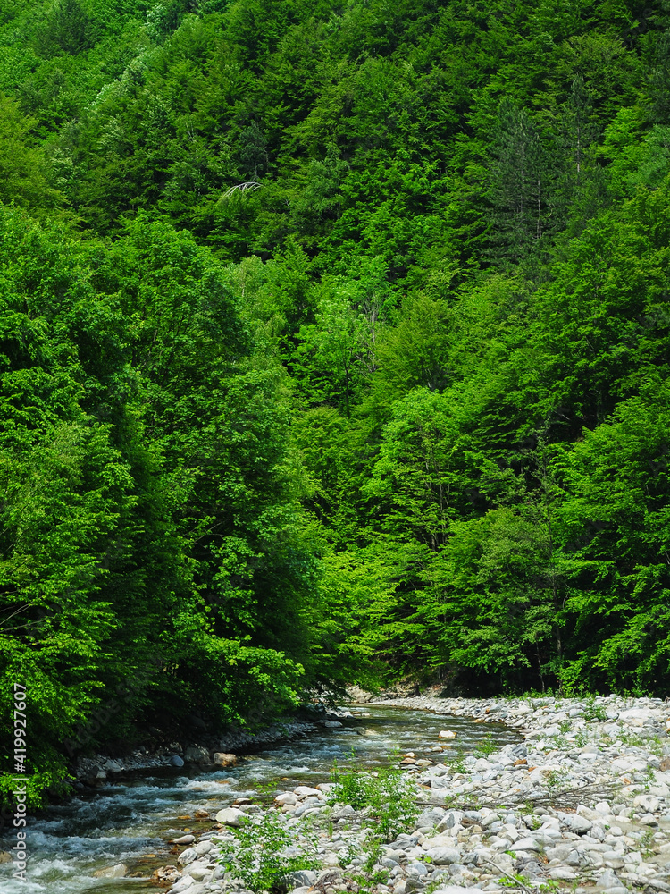 A mountain river rapidly flowing over a stony riverbed, surrounded by abrupt beech forests. Parang Mountains, Carpathia, Romania. A mountain river rapidly flowing over a stony riverbed, surrounded by abrupt beech forests. Parang Mountains, Carpathia, Romania.