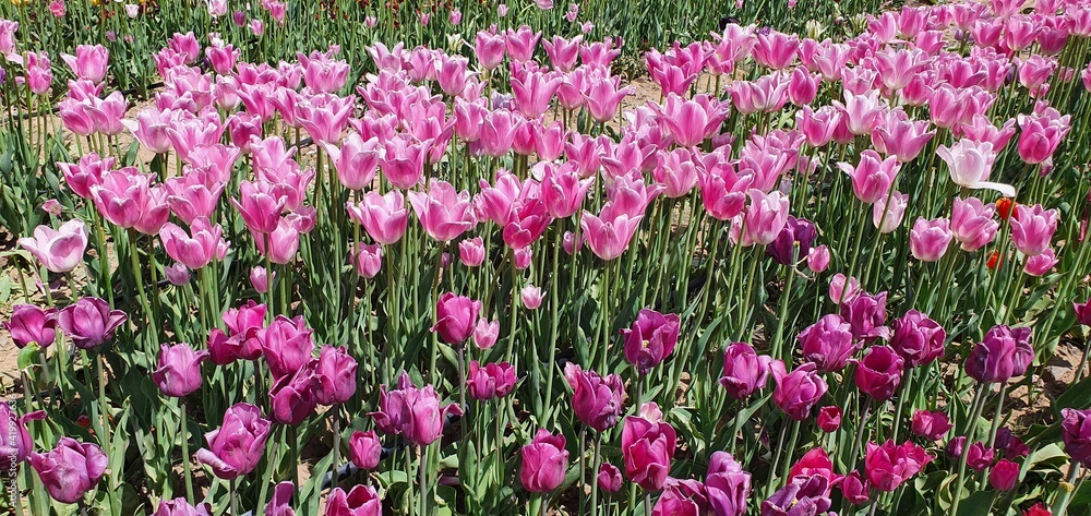  tulips flower in the garden