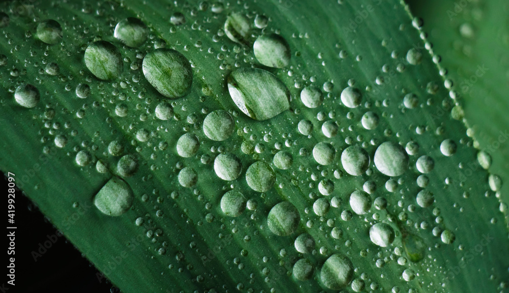 Nature pattern of droplets on green leaf