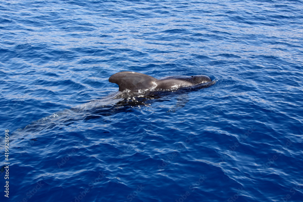 Fototapeta premium Whale