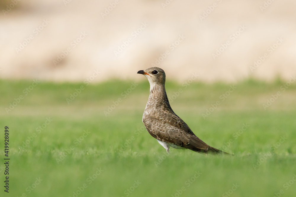 Collard pratincole on green grass field. green color background. Glareola Pratincola Bahrain Collard pratincole on green grass field. green color background. Glareola Pratincola Bahrain