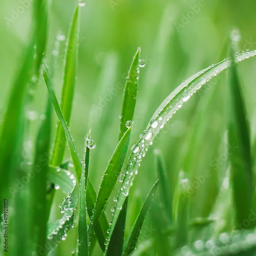 Beautiful spring background with water drops on grass
