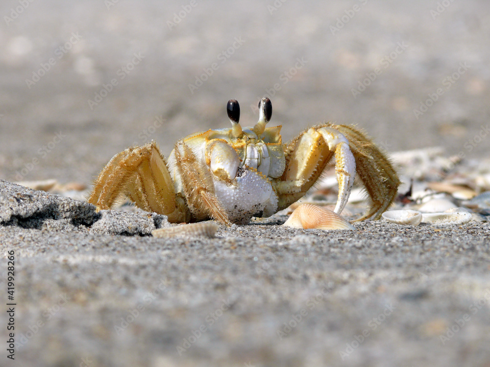 Telescope Eye Crab