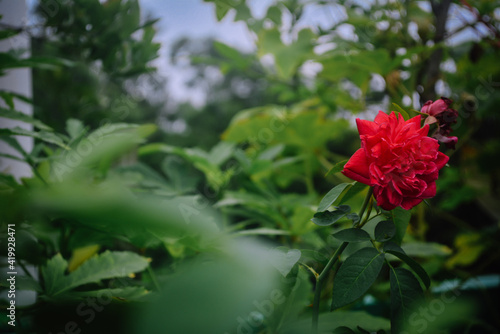 Red rose flower in the garden