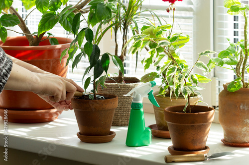 A woman loosens the soil in flower pots. Indoor plants on the windowsill.