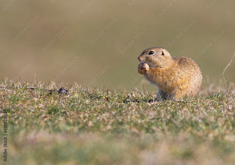Spermophilus citellus eating and playing with a walnut on the meadow Spermophilus citellus eating and playing with a walnut on the meadow
