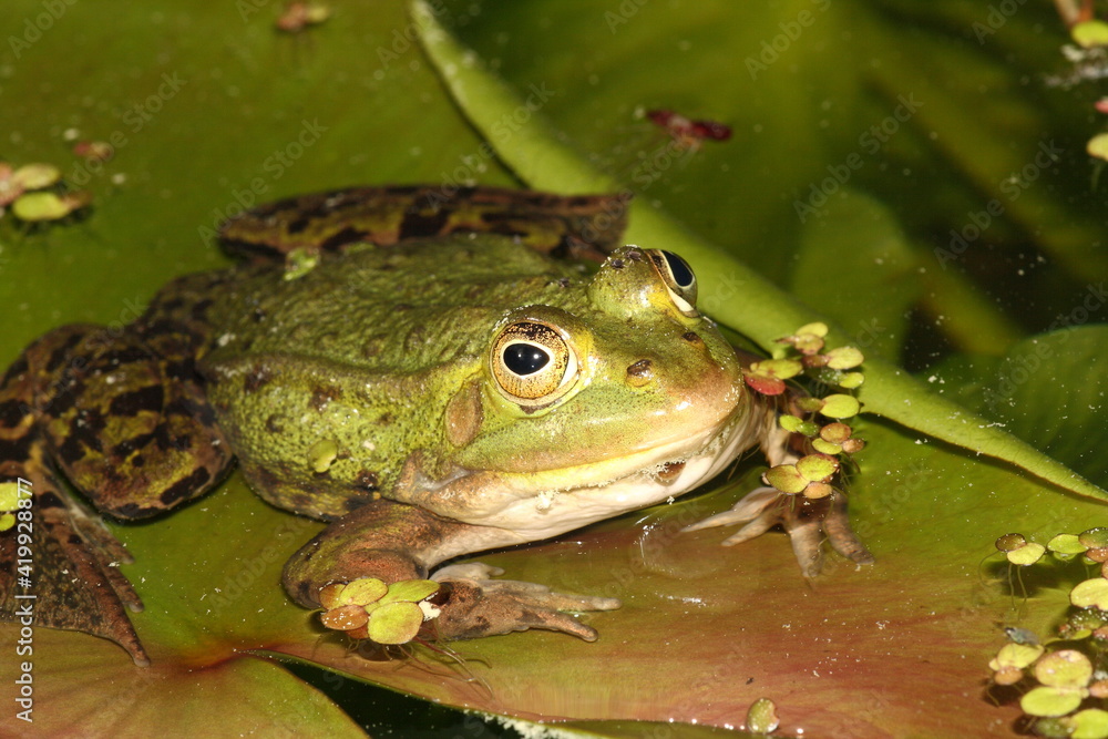 Naklejka premium Pool Frog Pelophylax Lessonae