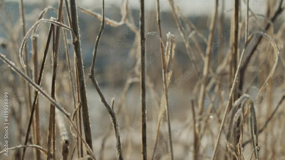 Frost On Reeds In Winter Frost On Reeds In Winter