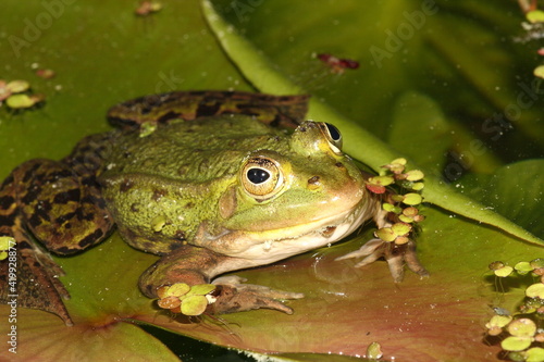 Pool Frog Pelophylax Lessonae