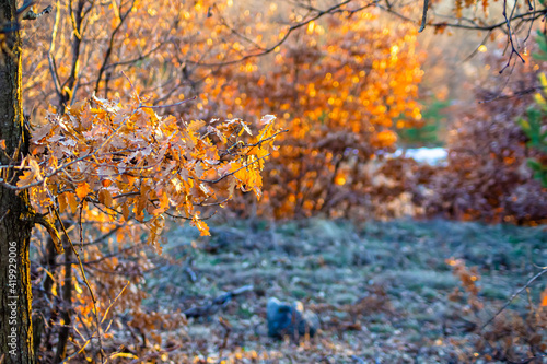 nature in Bulgaria in winter