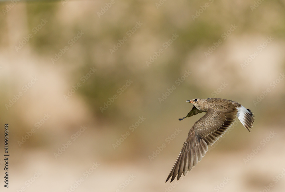 Collard pratincole on green grass field. green color background. Glareola Pratincola Bahrain Collard pratincole on green grass field. green color background. Glareola Pratincola Bahrain
