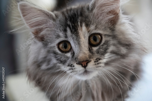 portrait of a kitten maine coon coloring mackerel tabby close up