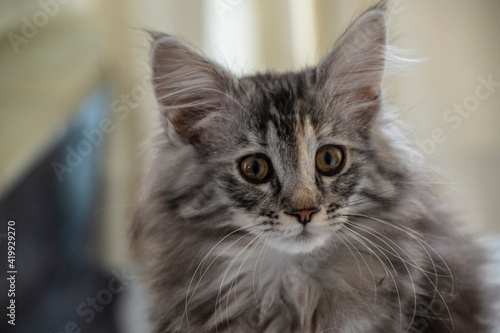 portrait of a kitten maine coon coloring mackerel tabby close up