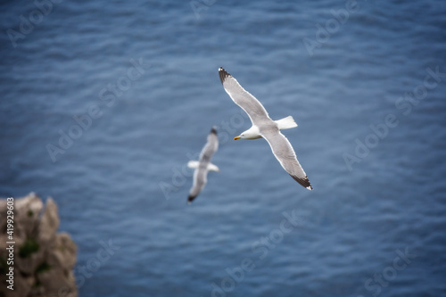 Seagulls flying over the blue sea. Seagulls flying at the Faraglioni cliffs on island of Capri, Tyrrhenian Sea, Italy